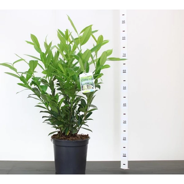 babérmeggy   PRUNUS LAUROCERASUS CAUCASICA 50/60 K6,5