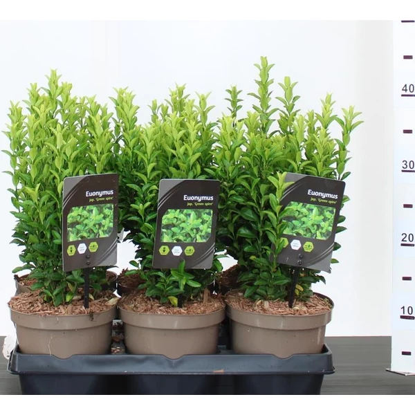 Japán kecskerágó  EUONYMUS JAPONICUS GREEN SPIRE 15/20 CS15