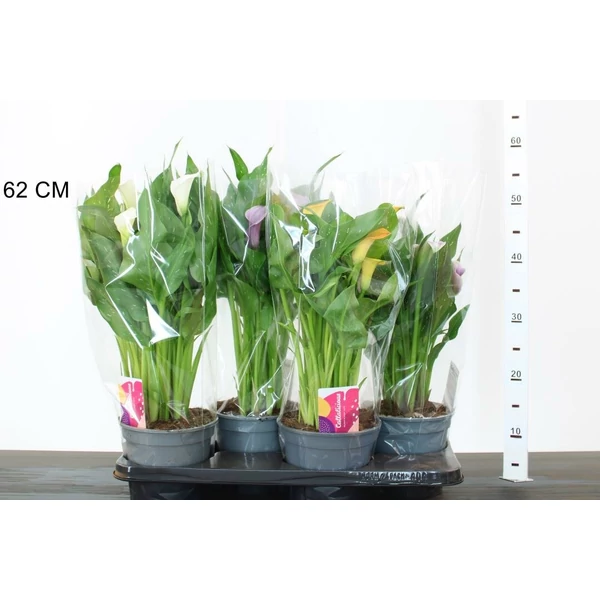 Kála ZANTEDESCHIA FAJTÁK CS17