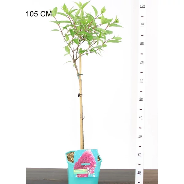 Bugás hortenzia  HYDRANGEA PANICULATA T50 K4,5