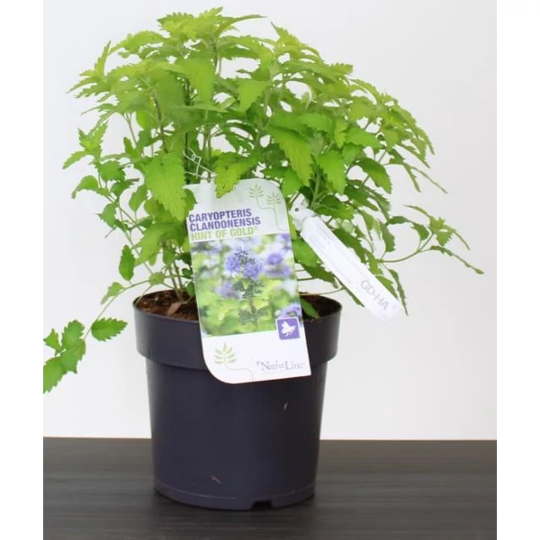 Angol kékszakáll CARYOPTERIS CLANDONENSIS HINT OF GOLD 30/40 K4,6