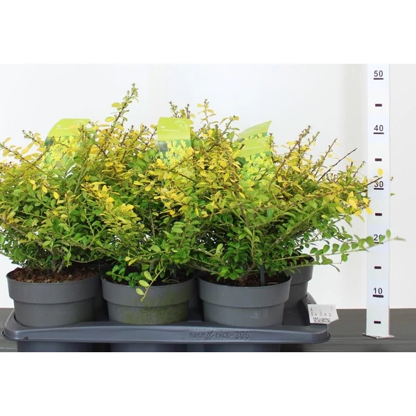 Csipkéslevelű magyal   ILEX CRENATA GOLDEN GEM 20/25 K2