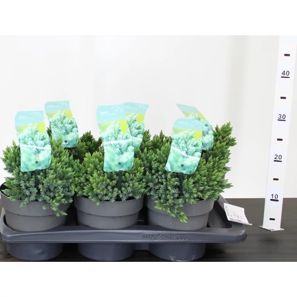 Himalájai törpe boróka JUNIPERUS SQUAMATA BLUE STAR 15/20 K2
