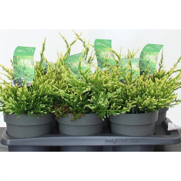 Himalájai törpeboróka JUNIPERUS SQUAMATA HOLGER 15/20 K2