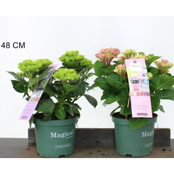 Kerti hortenzia   HYDRANGEA MACROPHYLLA MAGICAL FOUR SEASONS 25/30 K3,5