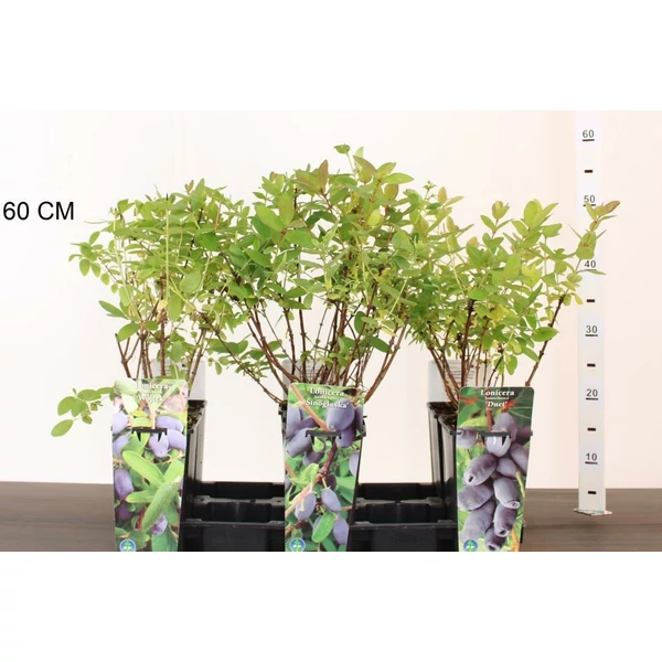 mézbogyó LONICERA CAREULEA KAMTSCHATIKA 30/40 K2