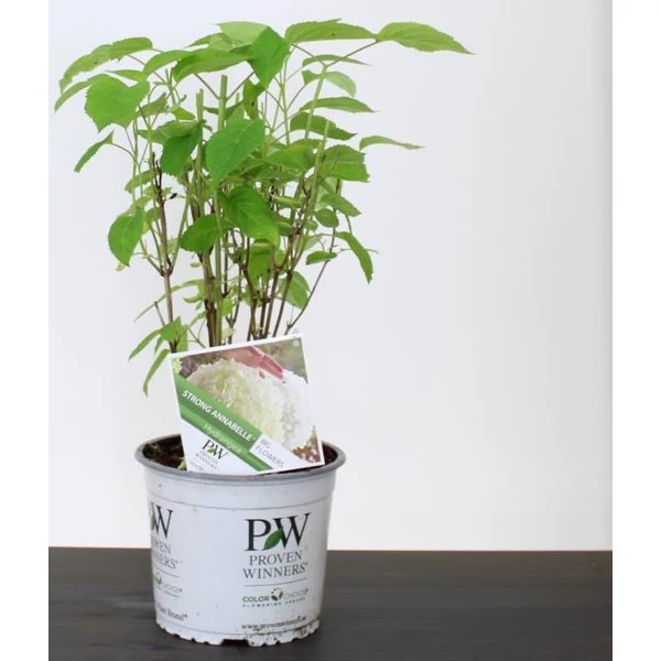 Cserjés hortenzia   HYDRANGEA ARBORESCENS STRONG ANNABELLE 25/30 K3