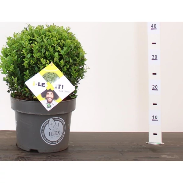 Csipkéslevelű magyal ILEX CRENATA DARK GREEN 25CM GÖMB K5