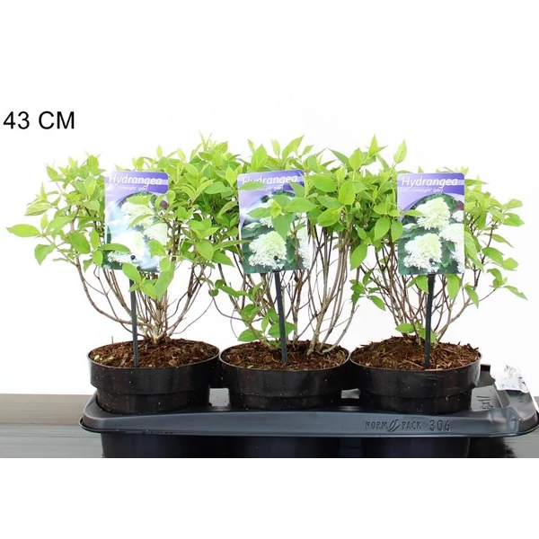 Bugás hortenzia HYDRANGEA PANICULATA LIMELIGHT 30/40 K2