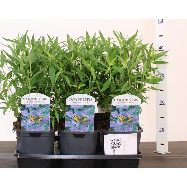 Angol kékszakáll CARYOPTERIS CLANDONENSIS HEAVENLY BLUE 30/40 K2