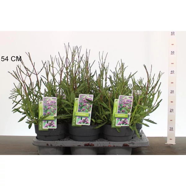 Ernyős verbéna, vasfű VERBENA BONARIENSIS K2