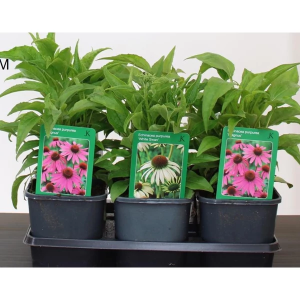 Bíbor kasvirág ECHINACEA PURPUREA MAGNUS CS9