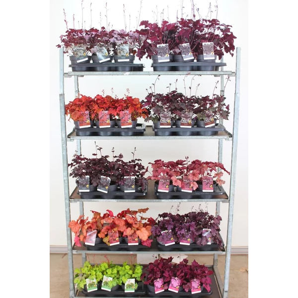 Tűzeső HEUCHERA FAJTÁK K1,5