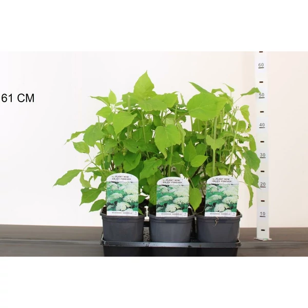 Cserjés hortenzia   HYDRANGEA ARBORESCENS ANNABELLE 30/35 K2