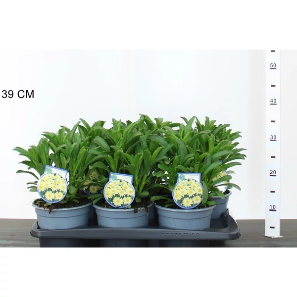 Évelő margaréta LEUCANTHEMUM BANANA CREAM CS17