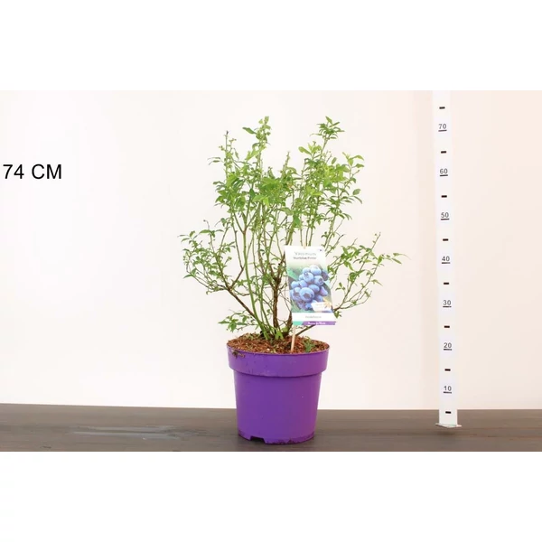 Kék áfonya VACCINIUM CORYMBOSUM HORTBLUE PETITE 40/60 K7