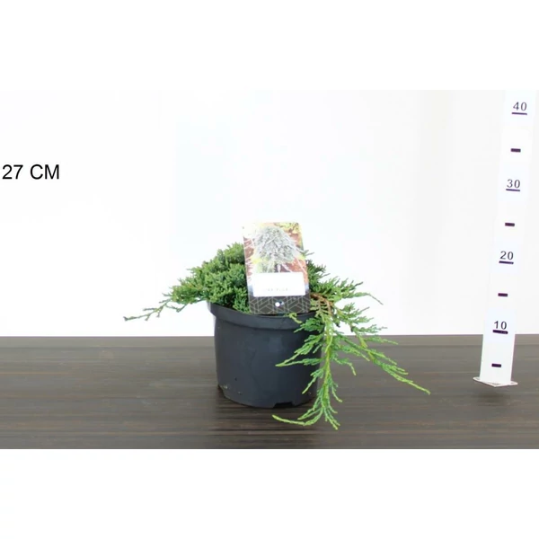 Kék kúszóboróka JUNIPERUS HORIZONTALIS ICEE BLUE 20/25 K2,5