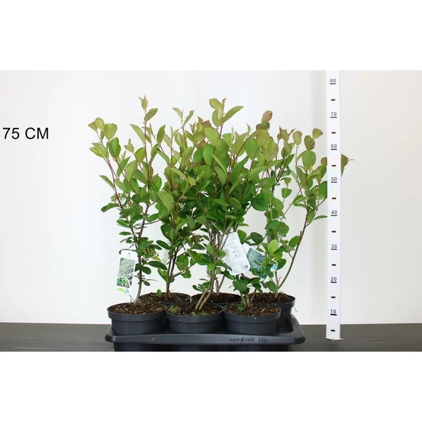 Fekete törpeberkenye ARONIA FAJTÁK 25/30 K2