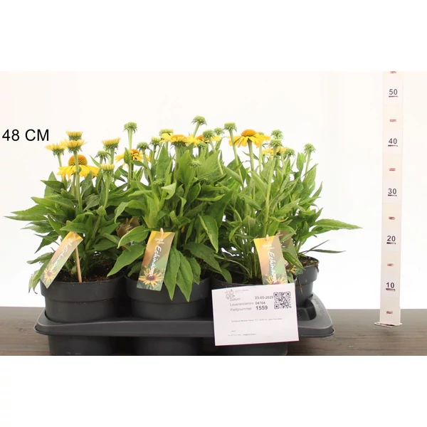 Bíbor kasvirág ECHINACEA PURPUREA MOOODZ SATISFY 40CM CS17