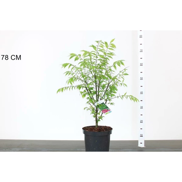 Szárnyas kecskerágó   EUONYMUS ALATUS COMPACTUS 40/50 K4