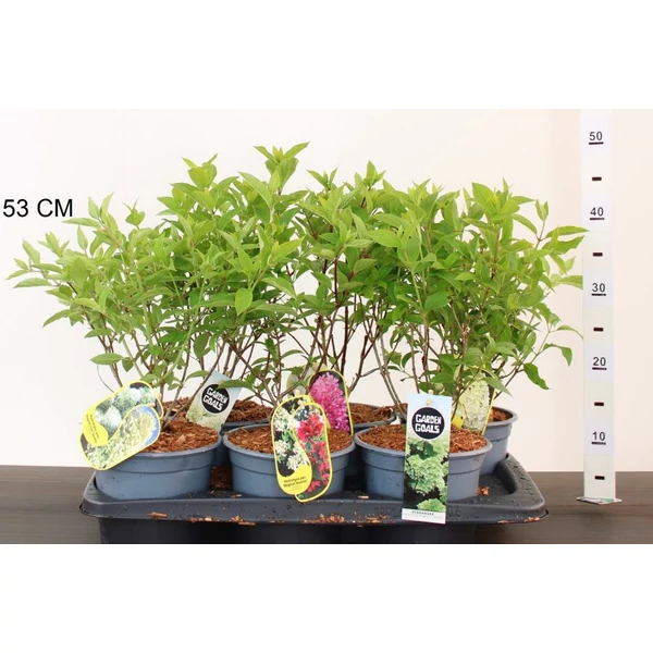 Bugás hortenzia   HYDRANGEA PANICULATA FAJTÁK 20/30 K2