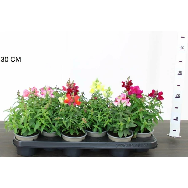 Oroszlánszáj ANTIRRHINUM MAJUS 40/50 CS19