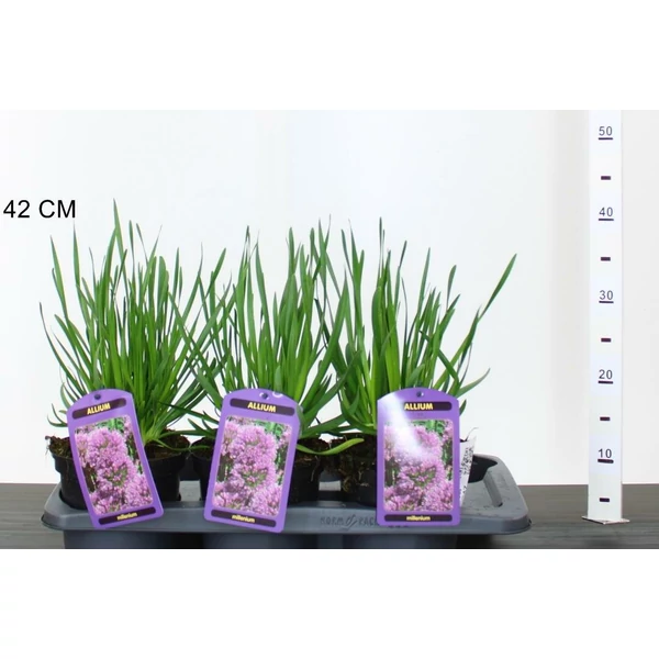 Díszhagyma ALLIUM BUBBLE BATH CS15