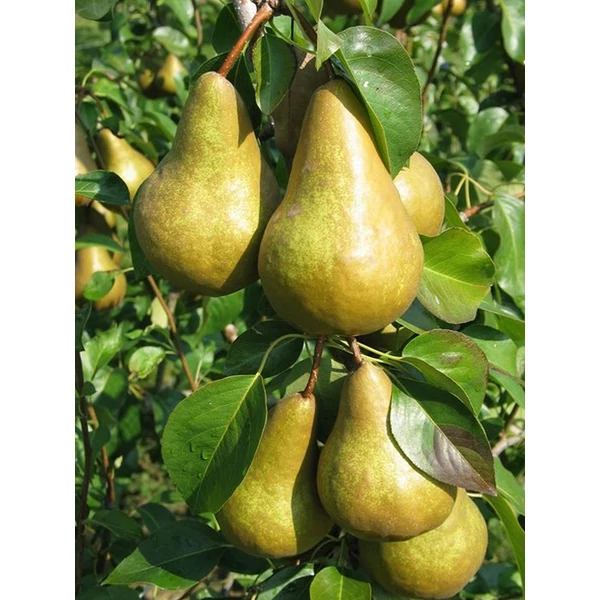 Kaiser körte PYRUS COMMUNIS KAISER 12/14 K65