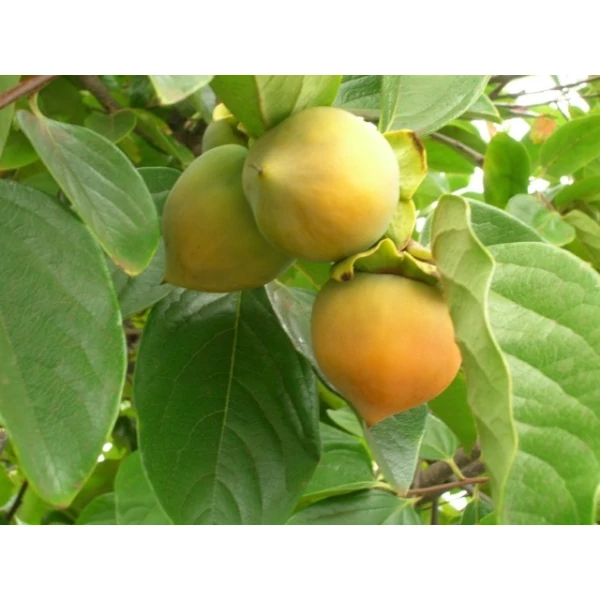 Japán datolyaszilva DIOSPYROS KAKI CIOCCOLATINO 12/14 K65