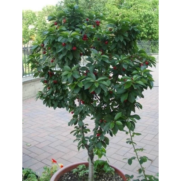 Törpe cseresznye PRUNUS AVIUM GARDEN BING TÖRPE GYÜMÖLCSFA K35