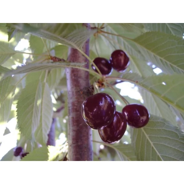 Szomolyai fekete cseresznye PRUNUS AVIUM SZOMOLYAI FEKETE K12