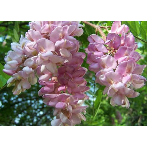 Rozsás akác ROBINIA HISPIDIA T120 K6