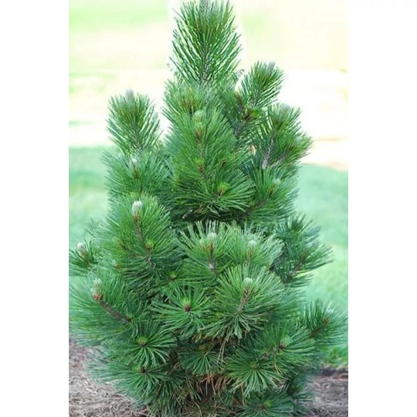 PáncélfenyőPINUS LEUCODERMIS SATELLIT K3