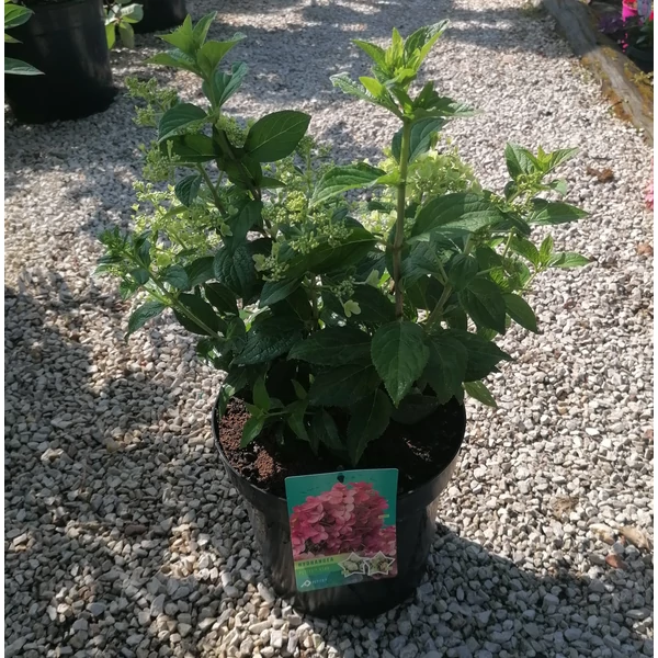 Bugás hortenzia HYDRANGEA PANICULATA PETITE STAR K10