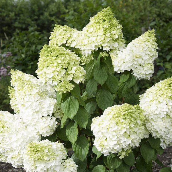 Bugás hortenzia HYDRANGEA PANICULATA MAGICAL MOONLIGHT K3