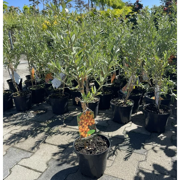 Öntermékeny homoktövis HIPPOPHAE RHAMNOIDES FRIESDORFER ORANGE K3