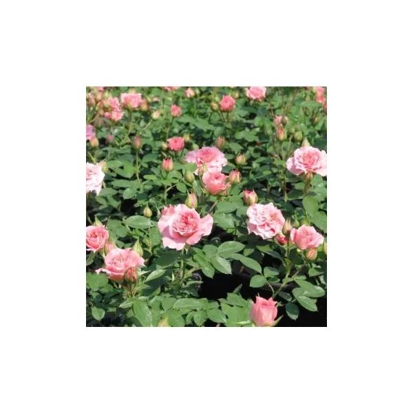 Talajtakaró rózsa ROSA MINIATURE PINK K3
