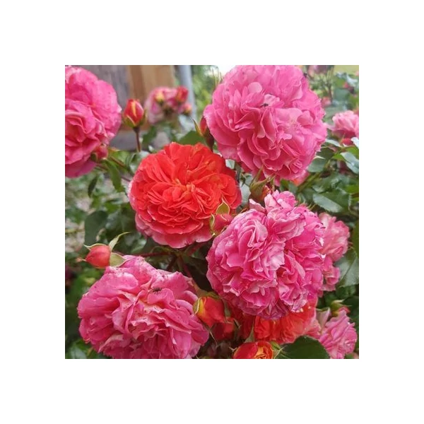 Bokor rózsa ROSA W ODMIANACH K6