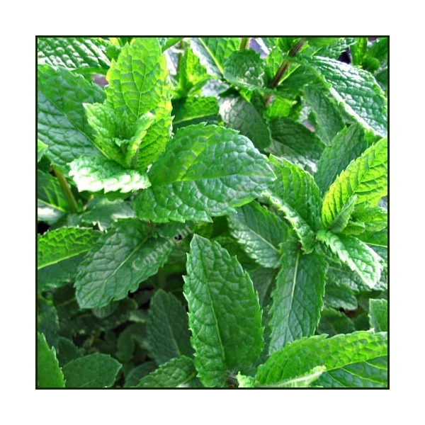 Marokkó menta MENTHA SPICATA MOROCCAN CS12