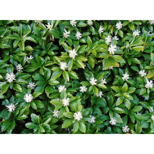 Japán kövérkePACHYSANDRA TERMINALIS k1