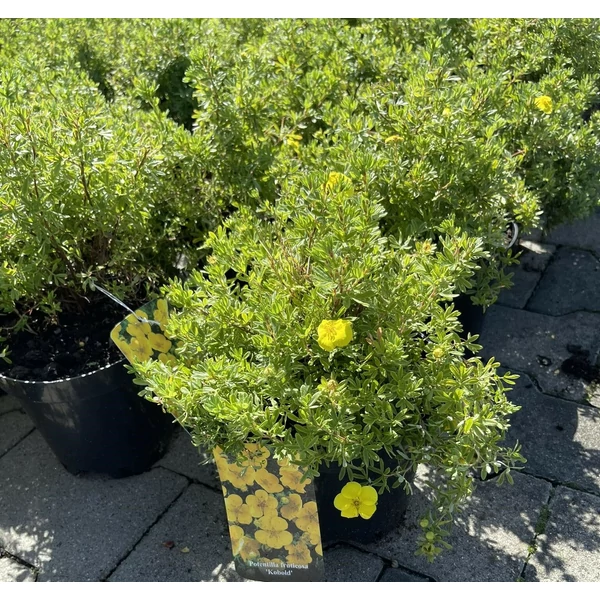 Cserjés pimpó POTENTILLA FRUTICOSA KOBOLD K2