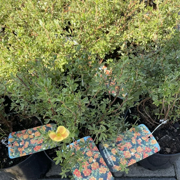 Cserjés pimpó POTENTILLA FRUTICOSA ORANGE LADY K2
