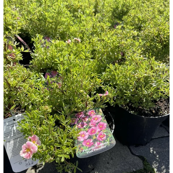 Cserjés pimpó POTENTILLA FRUTICOSA PINK PARADISE K2