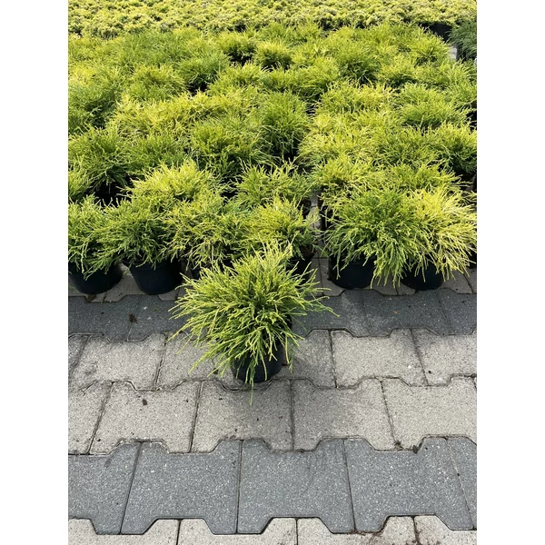 Aranyszínű szavára hamisciprus CHAMAECYPARIS PISIFERA SUNGOLD K2
