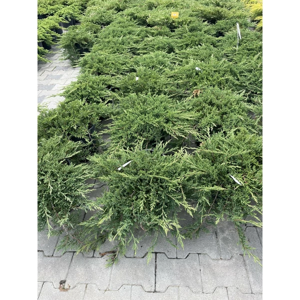 Henye boróka   JUNIPERUS HORIZONTALIS PRINCE OF WALES K10