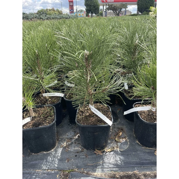 PáncélfenyőPINUS LEUCODERMIS MALINKI K3