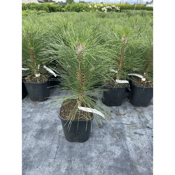 Oszlopos feketefenyő PINUS NIGRA GREEN TOWER K3