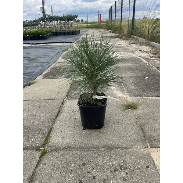 Feketefenyő PINUS NIGRA SPIELBERG K3