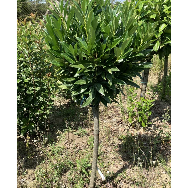 Babérmeggy PRUNUS LAUROCERASUS RENAULT ACE T1/2*