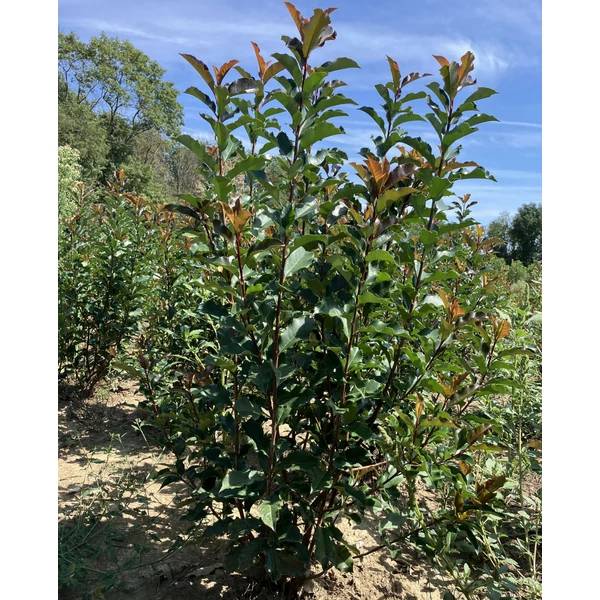Örökzöld korallberkenye PHOTINIA FRASERI MAGICAL VULCANO 100/125*